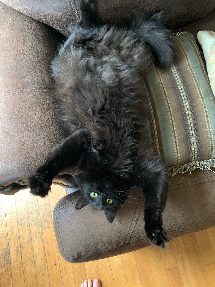 AuthorJenniferB's tweet photo. He showed up starving and terrified. I tried to find him a home, but no one wanted him. Shelters were full. I was told he would never like human touch and to leave him outside. I couldn’t. Now look at him. ❤️Moral of the story: Sometimes love shows up- have faith and let it in. https://t.co/2FbWq91x2i