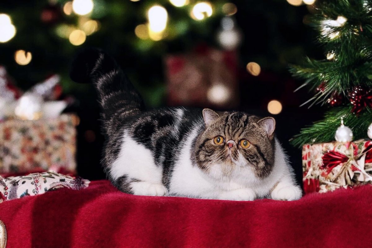 Nangninang_Nang's tweet photo. 🎅😸 https://t.co/abREH6LsQZ