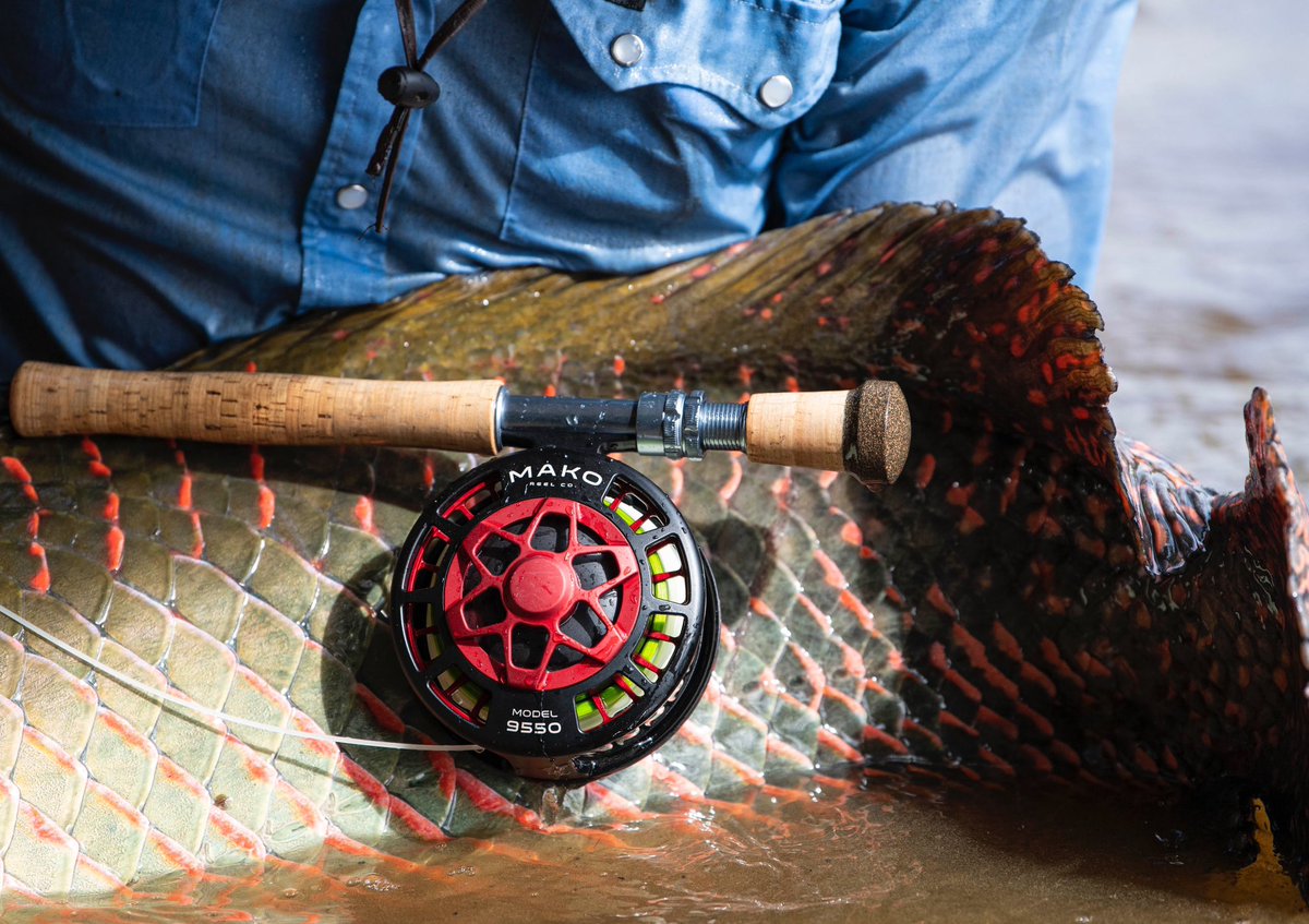 Indifly_'s tweet photo. Red accents.
Arapaima show their beauty in the most subtle ways.

Ph: Will Graham 
#flyfishing #indifly #guyana #rewa #ecotourism #indiflycorps #DiscoverGuyana #visitguyana https://t.co/SmsSd7qx9F