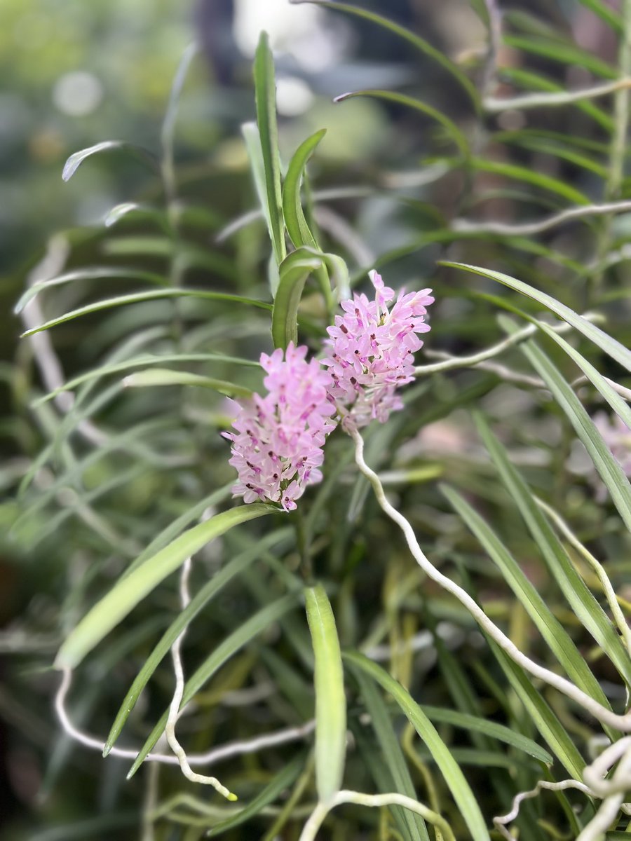 两朵小嫩花，宛如初恋