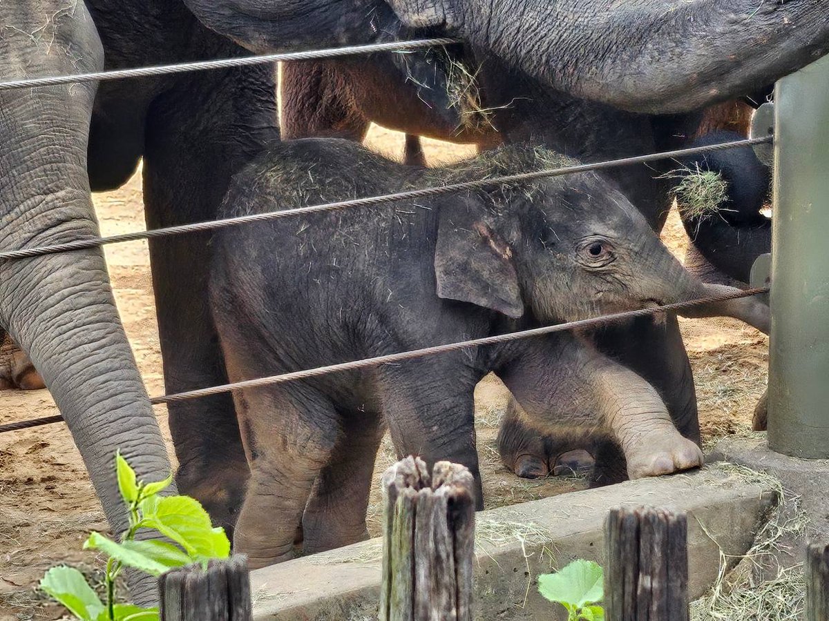 KirbyElephant's tweet photo. Drop a 🐘 if you LOVE Kirby

#Kirby #KirbyKrew @houstonzoo https://t.co/n2vGdaM4wb