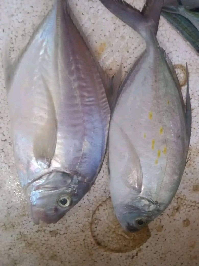 SukronJayadi2's tweet photo. Kamis, 5/12/24 Muh Sukron, Luhkan Lombok Barat,di KUB Aseq Awak I Ds Taman Ayu, melaporkan tangkapan Languan, Pancing, pagi, sebanyak 3Kg, harga Rp.55.000/Kg
#GiatLuhkanSatminkalGondol #LombokBarat #Tangkap #LuhLapor #ProduksiTangkap https://t.co/2RR6QglcMW