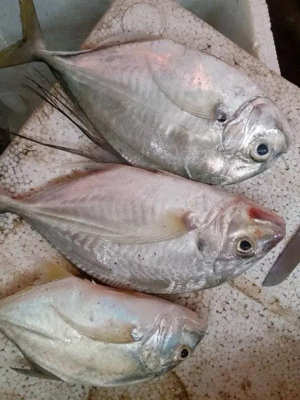 SukronJayadi2's tweet photo. Kamis, 5/12/24 Muh Sukron, Luhkan Lombok Barat,di KUB Taman Ayu Ds Taman Ayu, melaporkan tangkapan Kuwe, Jaring, pagi, sebanyak 10Kg, harga Rp.55.000/Kg
#GiatLuhkanSatminkalGondol #LombokBarat #Tangkap #LuhLapor #ProduksiTangkap https://t.co/oW4iFpOsbA