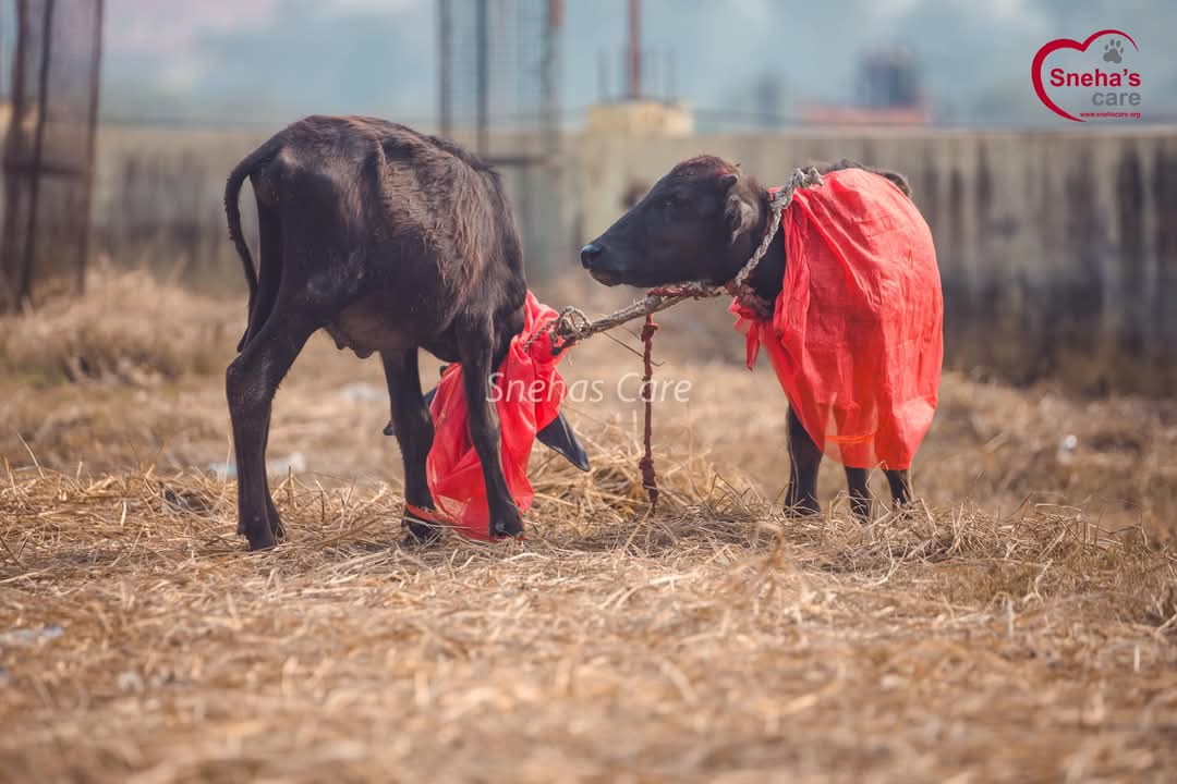 Vegan India Movement (@veganindiamovt) on Twitter photo Urge Indian govt. to seal India-Nepal border to ensure that animals are not transported from India to Nepal to be killed at Gadhimai festival. ~3lakh animals could be killed at Gadhimai fest with ~70% from India
<a href="/mygovindia/">MyGovIndia</a>
<a href="/rashtrapatibhvn/">President of India</a>
<a href="/MLJ_GoI/">Ministry of Law and Justice</a>
<a href="/Min_FAHD/">Ministry of Fisheries, Animal Husbandry & Dairying</a>
<a href="/Dept_of_AHD/">Dept of Animal Husbandry & Dairying, Min of FAH&D</a> Urge Indian govt. to seal India-Nepal border to ensure that animals are not transported from India to Nepal to be killed at Gadhimai festival. ~3lakh animals could be killed at Gadhimai fest with ~70% from India
<a href="/mygovindia/">MyGovIndia</a>
<a href="/rashtrapatibhvn/">President of India</a>
<a href="/MLJ_GoI/">Ministry of Law and Justice</a>
<a href="/Min_FAHD/">Ministry of Fisheries, Animal Husbandry & Dairying</a>
<a href="/Dept_of_AHD/">Dept of Animal Husbandry & Dairying, Min of FAH&D</a>