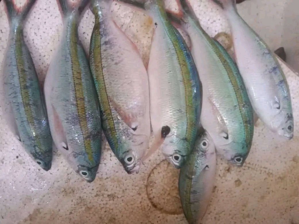 SukronJayadi2's tweet photo. Kamis, 5/12/24 Muh Sukron, Luhkan Lombok Barat,di KUB Teluk Indah Ds Taman Ayu, melaporkan tangkapan Selar, Jaring, pagi, sebanyak 3Kg, harga Rp.25.000/Kg
#GiatLuhkanSatminkalGondol #LombokBarat #Tangkap #LuhLapor #ProduksiTangkap https://t.co/4Wdox9JtmH