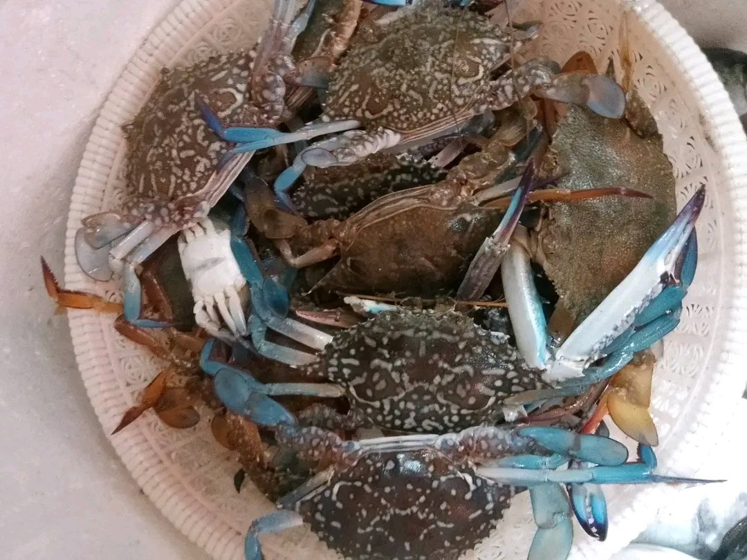 SukronJayadi2's tweet photo. Kamis, 5/12/24 Muh Sukron, Luhkan Lombok Barat,di KUB Teluk Indah Ds Taman Ayu, melaporkan tangkapan Rajungan, bubu, pagi, sebanyak 10Kg, harga Rp.45.000/Kg
#GiatLuhkanSatminkalGondol #LombokBarat #Tangkap #LuhLapor #ProduksiTangkap https://t.co/z9qFazx6cw