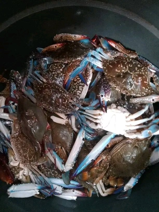 SukronJayadi2's tweet photo. Kamis, 5/12/24 Muh Sukron, Luhkan Lombok Barat,di KUB Teluk Indah Ds Taman Ayu, melaporkan tangkapan Rajungan, bubu, pagi, sebanyak 10Kg, harga Rp.45.000/Kg
#GiatLuhkanSatminkalGondol #LombokBarat #Tangkap #LuhLapor #ProduksiTangkap https://t.co/z9qFazx6cw