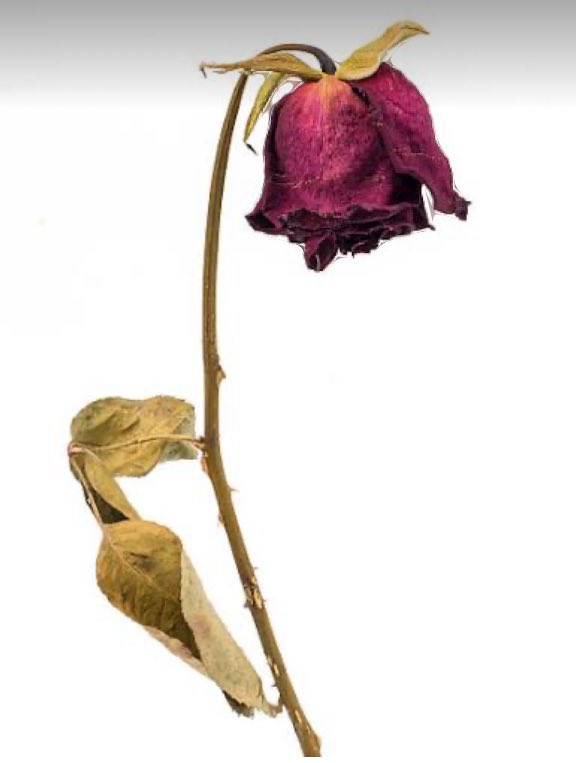 Velhasıl çiçek soldu, vazonun da bir önemi kalmadı