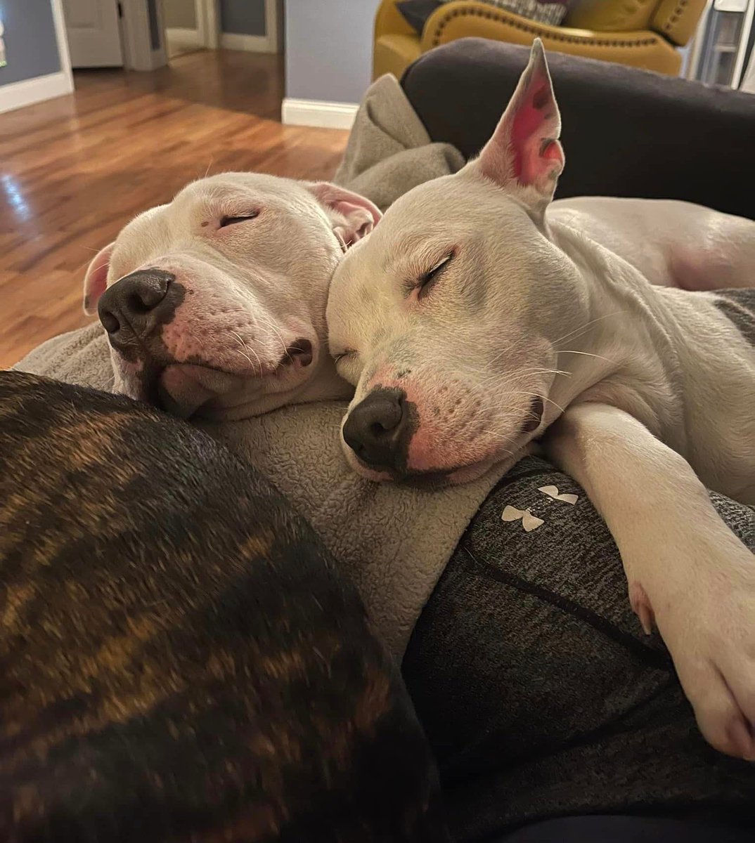 City Dogs Cleveland tweet media