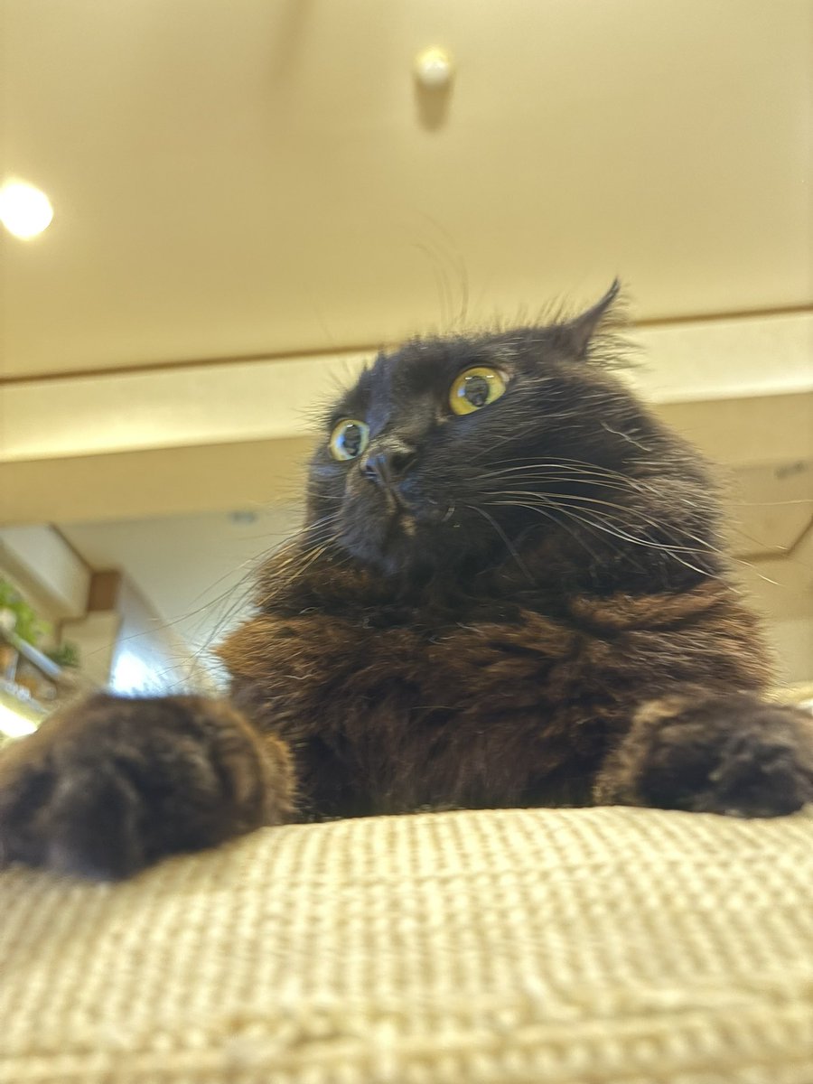 ponbellotty's tweet photo. このくち🥰
#黒猫 #blackcat #cat #くろねこ https://t.co/6BFZXlpTUT