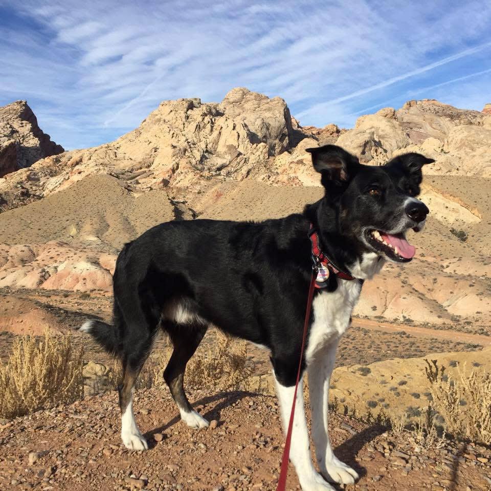 Guidry's Guardian Foundation tweet media