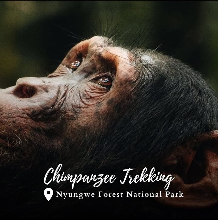 IDTrailsTnT's tweet photo. One of the best Safari activities to Do in Rwanda 
Visit : https://t.co/hnbQAjvhDt 
And Book your Adventure today!
#travel #VisitRwanda #idtrailstnt https://t.co/CS7pD52XlY