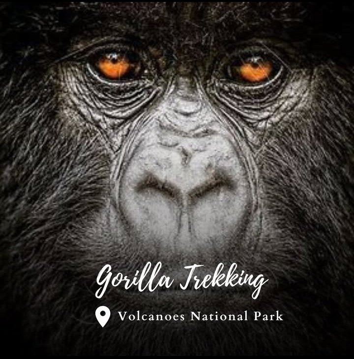 IDTrailsTnT's tweet photo. One of the best Safari activities to Do in Rwanda 
Visit : https://t.co/hnbQAjvhDt 
And Book your Adventure today!
#travel #VisitRwanda #idtrailstnt https://t.co/CS7pD52XlY