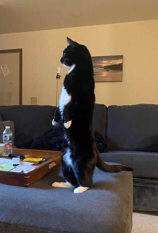 Why you should have a cat tweet media