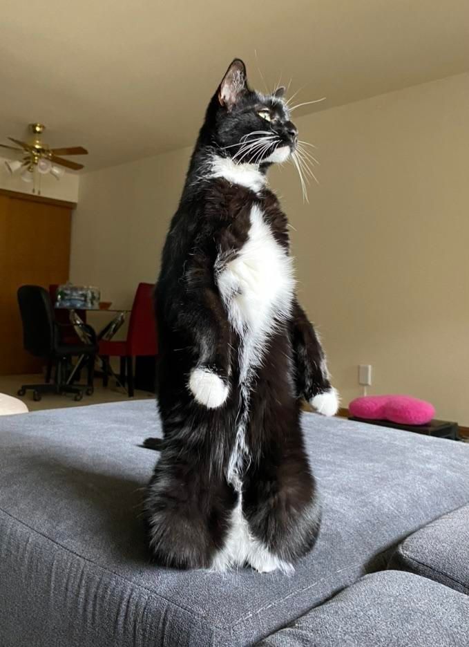 Why you should have a cat tweet media