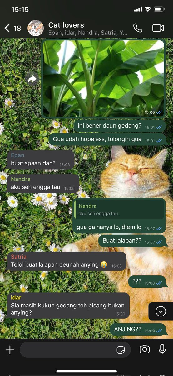 _justrubby's tweet photo. Teragedi daun gedang 
—
#catlovers 
Nct 00line few tweets au
By rubby https://t.co/xPq26Tvx20