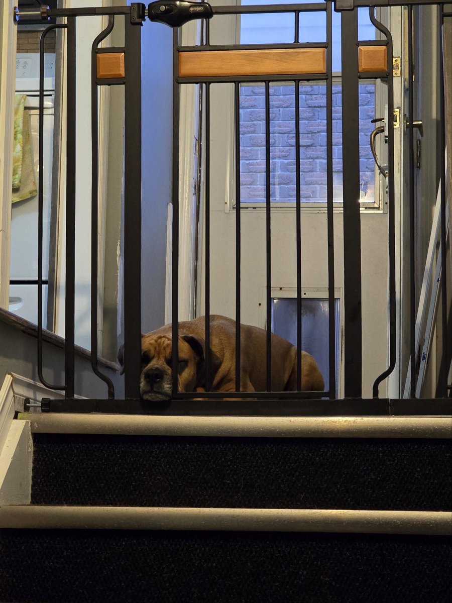 mandyyygg's tweet photo. 6 weeks post op but still no stairs allowed 🥺 not happy #boxerdog #dogsoftwitter #rotweiler https://t.co/V260Mv8qSh