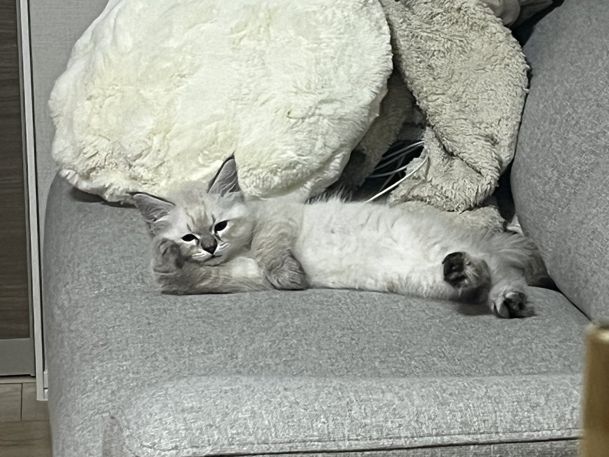 mlllv_v's tweet photo. きみほんとに猫？ https://t.co/GyMg5p3skR