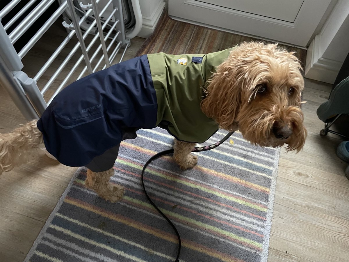 cheltlady's tweet photo. Hello Bob @bemorebob2 Crumble @WorldofCrumble has been out in her new @RuffwearUK rain coat this morning 😍 Fabulous #bestdogshop #bemorebob’sisbest #bobsisbest #greatestdogshop #allthingsdog #doggypals #welovebobs #dogsofcheltenham #independentdogshop https://t.co/WQeNX924KC