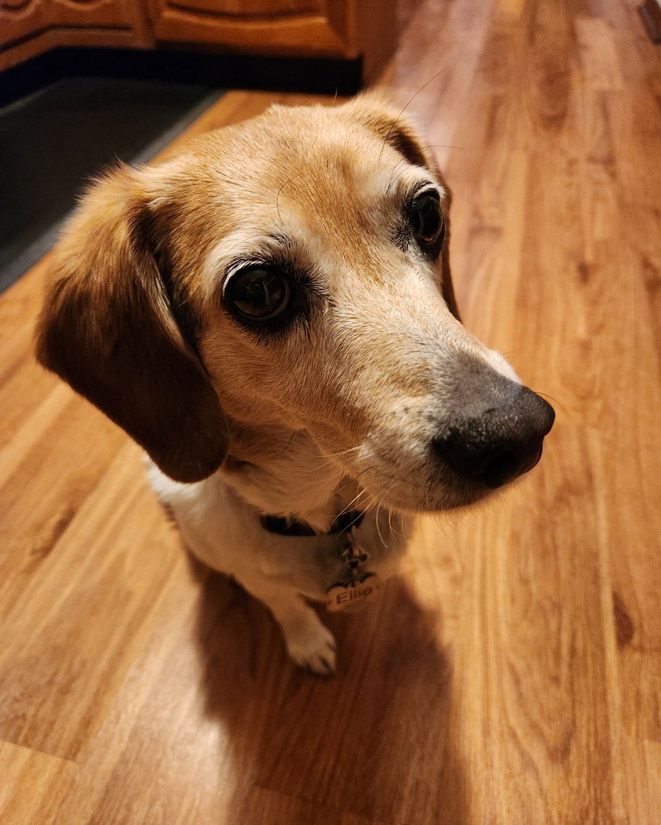 International surveys confirm the extra fuzzy tufts at the top of the #beagle ears are not as appreciated as they should be. An awareness campaign could help highlight this adorable feature. #beaglefacts

📷 <a href="/4beagles/">Connie 🐞</a> / Twitter