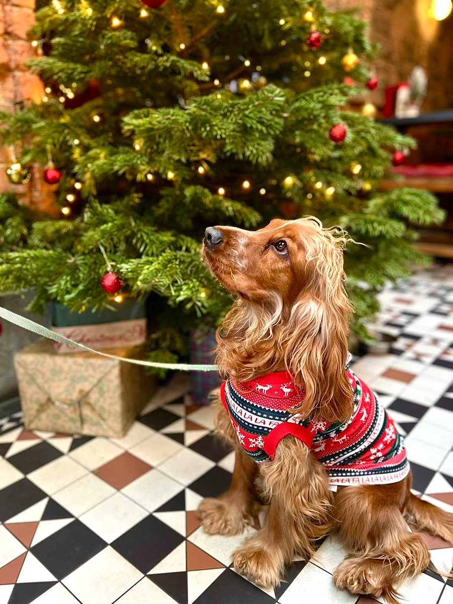 Dust off your Doggy Christmas Jumpers for your fluffy friends and join us today at The Bull! Best dressed pup wins a doggi-licious prize 🐶🎄 

#thebullstreatham #doggychristmas #12daysofchristmas #youngspub