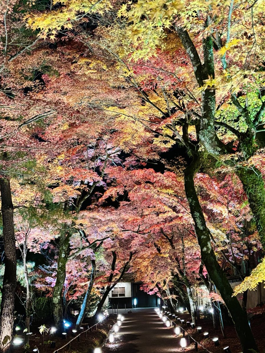 hogonin's tweet photo. ライトアップは明日で最終日です‼️

お昼間の庭園拝観はまだ紅葉が見ごろなので15日まで延長します‼

#宝厳院　#嵐山
#ライトアップ　#紅葉　
#京都の紅葉
#そうだ京都行こう https://t.co/BSUsE2RSVJ