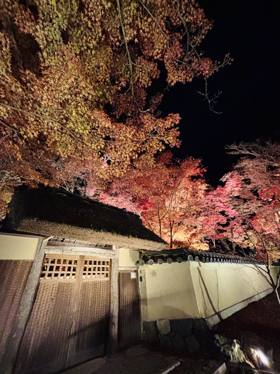 ライトアップは明日で最終日です‼️

お昼間の庭園拝観はまだ紅葉が見ごろなので15日まで延長します‼

#宝厳院　#嵐山
#ライトアップ　#紅葉　
#京都の紅葉
#そうだ京都行こう
