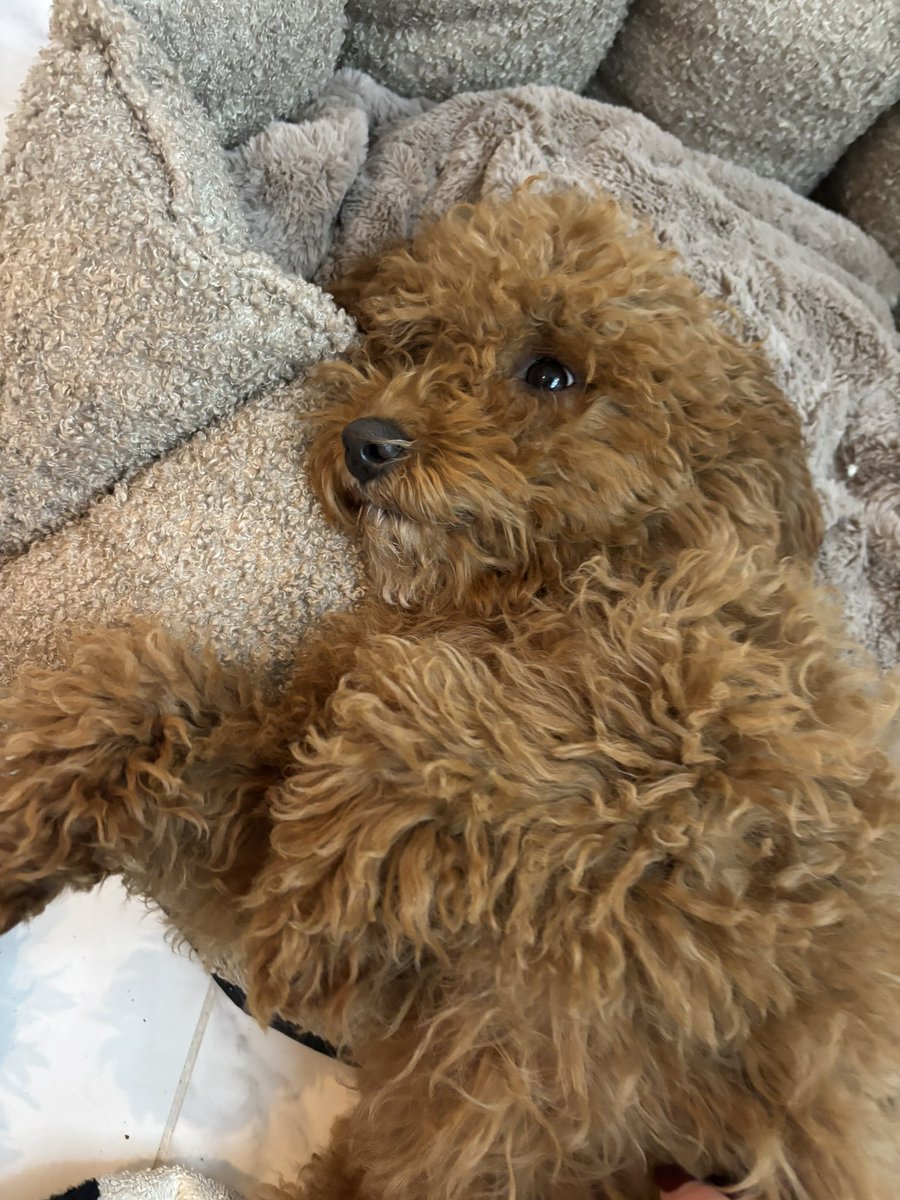 Mary_Dolan1's tweet photo. My family’s new puppy Molly is the cutest little thing 🥰

#Cavapoo #Puppy #DogsOfTwitter https://t.co/frAyTVrXhs