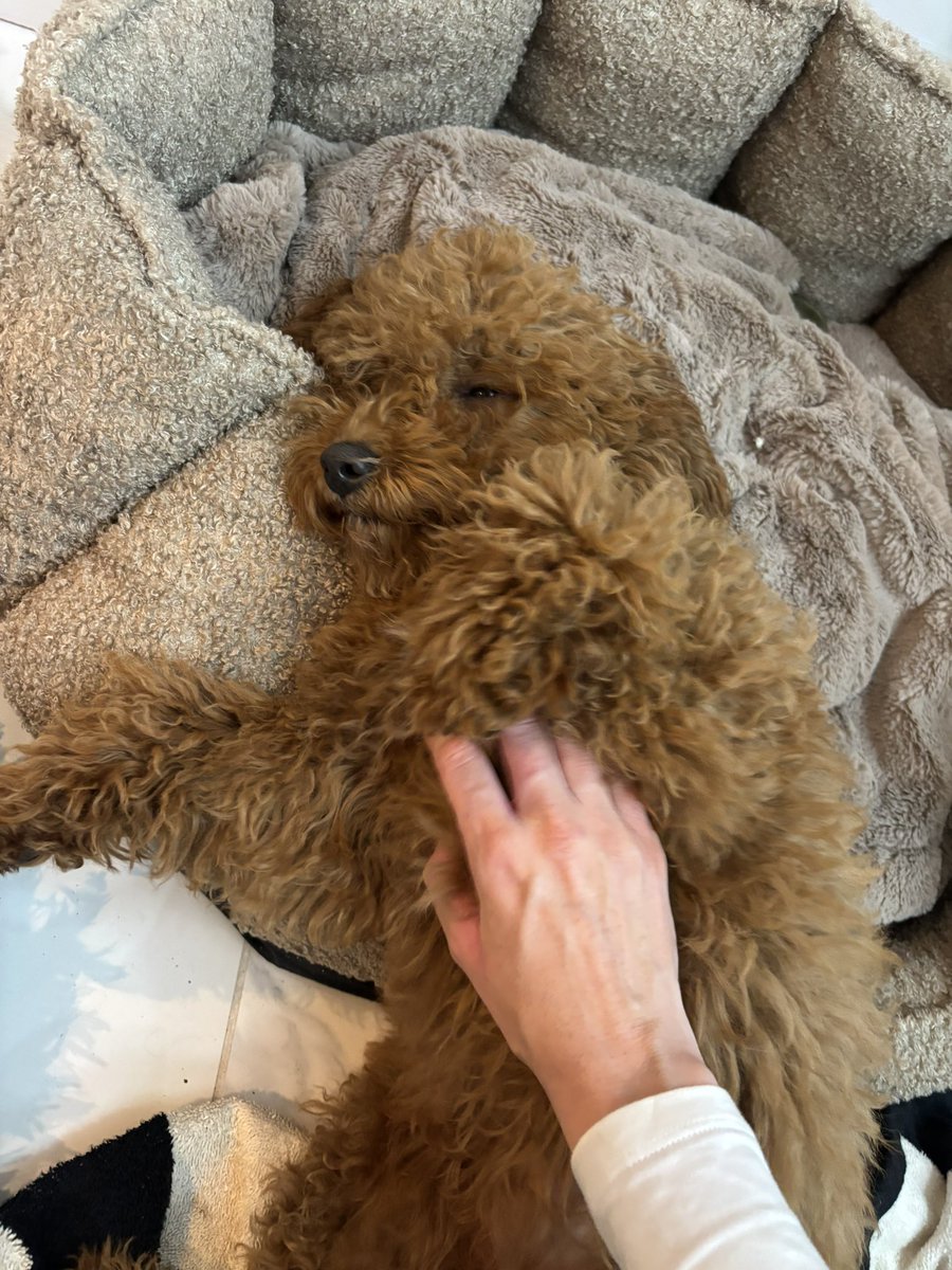 Mary_Dolan1's tweet photo. My family’s new puppy Molly is the cutest little thing 🥰

#Cavapoo #Puppy #DogsOfTwitter https://t.co/frAyTVrXhs