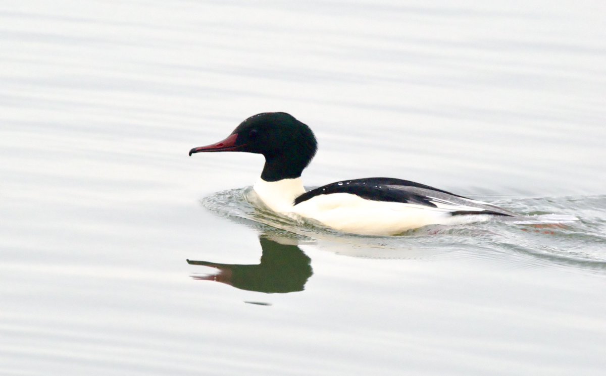 SteveOnHilbre's tweet photo. Not been out birding much recently so the #Goosanders, now an annual winter feature on #WestKirby MarineLake, were a bright point this week one morning - this fine drake feeding actively around the pontoons at the North End https://t.co/Uln1LculwF
