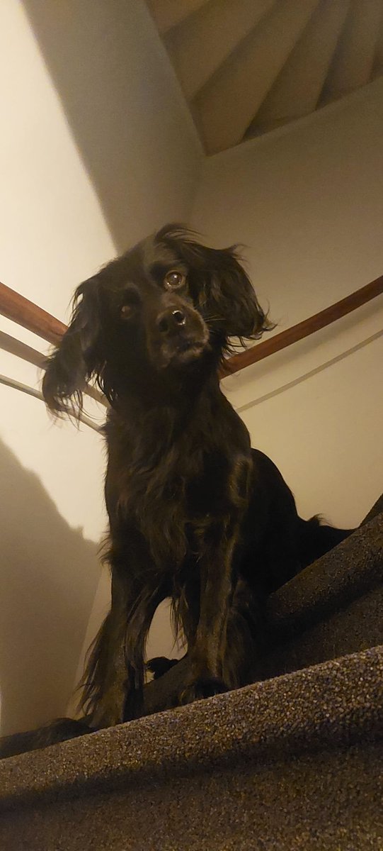 Alwin_Drost's tweet photo. De blik die je van je hond krijgt als ze het niet snapt. #Truffel https://t.co/CRQMAFlV28