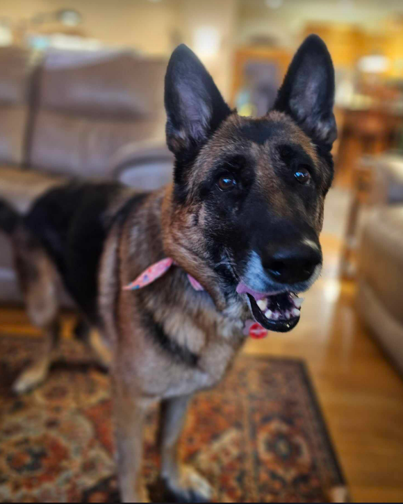 mapleveewesem's tweet photo. 😀Received another update from Abby's family today🤗(formerly Aunt Arctica, our sweet senior girl at Downey CA) She's even more playful now &amp; putting on weight! Living her best life🥰
Village, thank you so much for participating in this great outcome💙🙏💙 #A5649901 https://t.co/VdZyBOYEtN