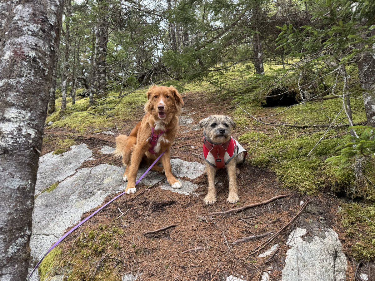 Hubble_BTerrier's tweet image. It was a frosty walk today on the #MusquodoboitTrail. But that didn’t bother me and Koda at all. 😃🐾🐾🐾 #NSTrails #BTPosse