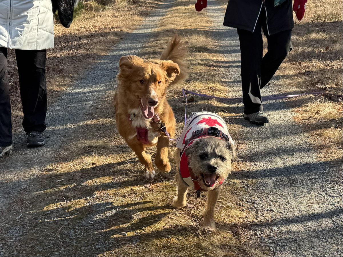 Hubble_BTerrier's tweet image. It was a frosty walk today on the #MusquodoboitTrail. But that didn’t bother me and Koda at all. 😃🐾🐾🐾 #NSTrails #BTPosse