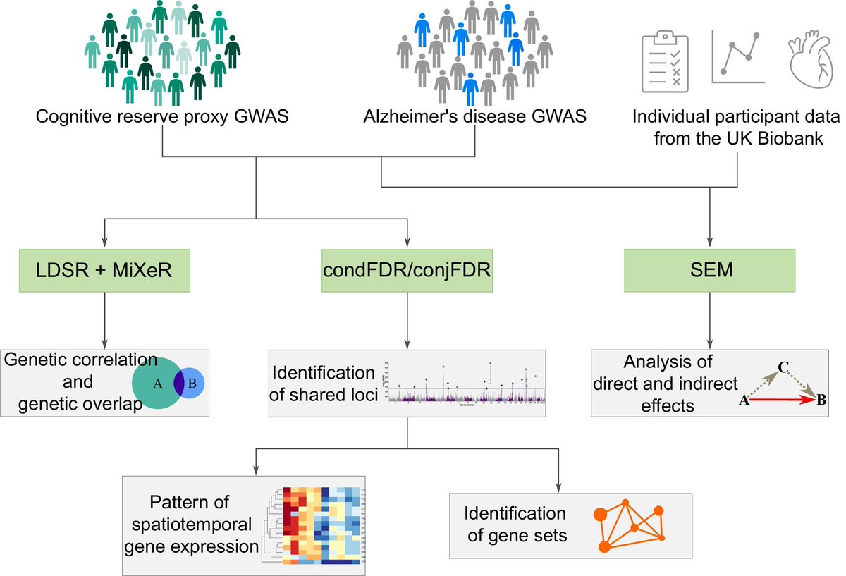 New paper alert! Our paper 'Charting the shared genetic architecture of  Alzheimer's disease, cognition, and educational attainment, and  associations with brain development' is out in Neurobiology of Disease! <a href="/SFFNORMENT/">Norment</a>
sciencedirect.com/science/articl…