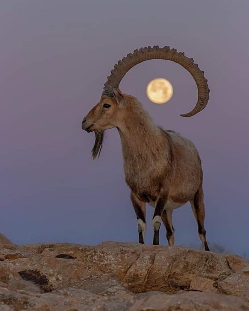 فى سيناء عند إكتمال البدر
