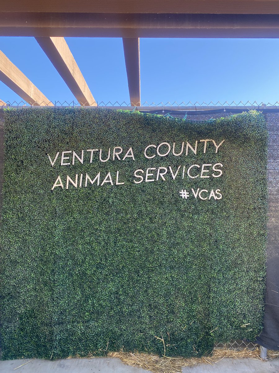 HozumiBerger's tweet image. Zen and Santa Paws (and Mr Grinch)🐾🐾🎅🎄 #VCAS #santapaws 毎年恒例のサンタパーズ爺さん(とグリンチさん)イベントで善の写真撮って頂きました♪