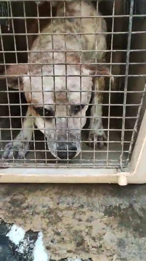 Os ruego difusión pobres criaturas 🙏💔
ROMPIENDO CADENAS ⛓️⛓️ 

Necesitamos muchos tratamientos para nuestros rescatados de la  perrera de Chiclana .

S tienes alguna de estas medicaciones y ya no las necesitas, te rogaríamos que nos las donases SON MUY NECESARIOS PARA NUESTROS