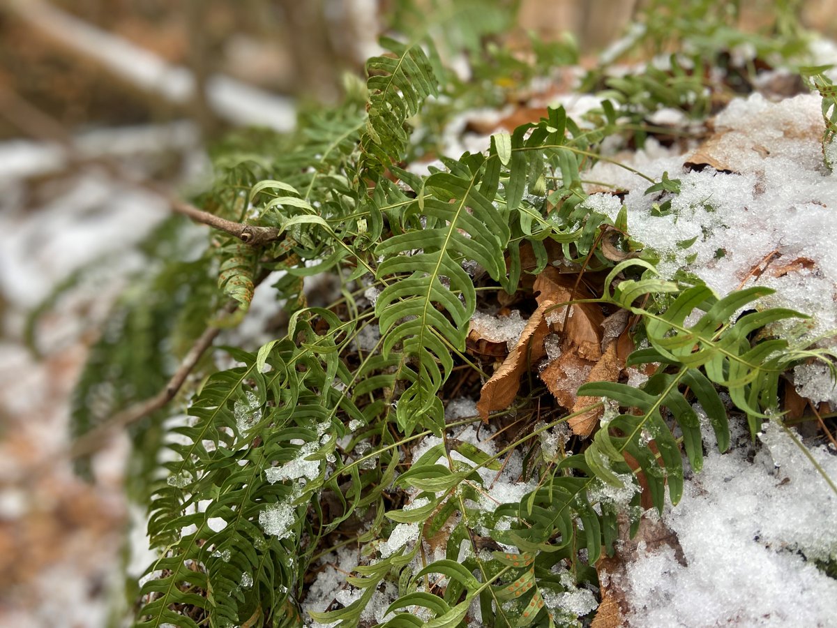 NHTreeFarm tweet media