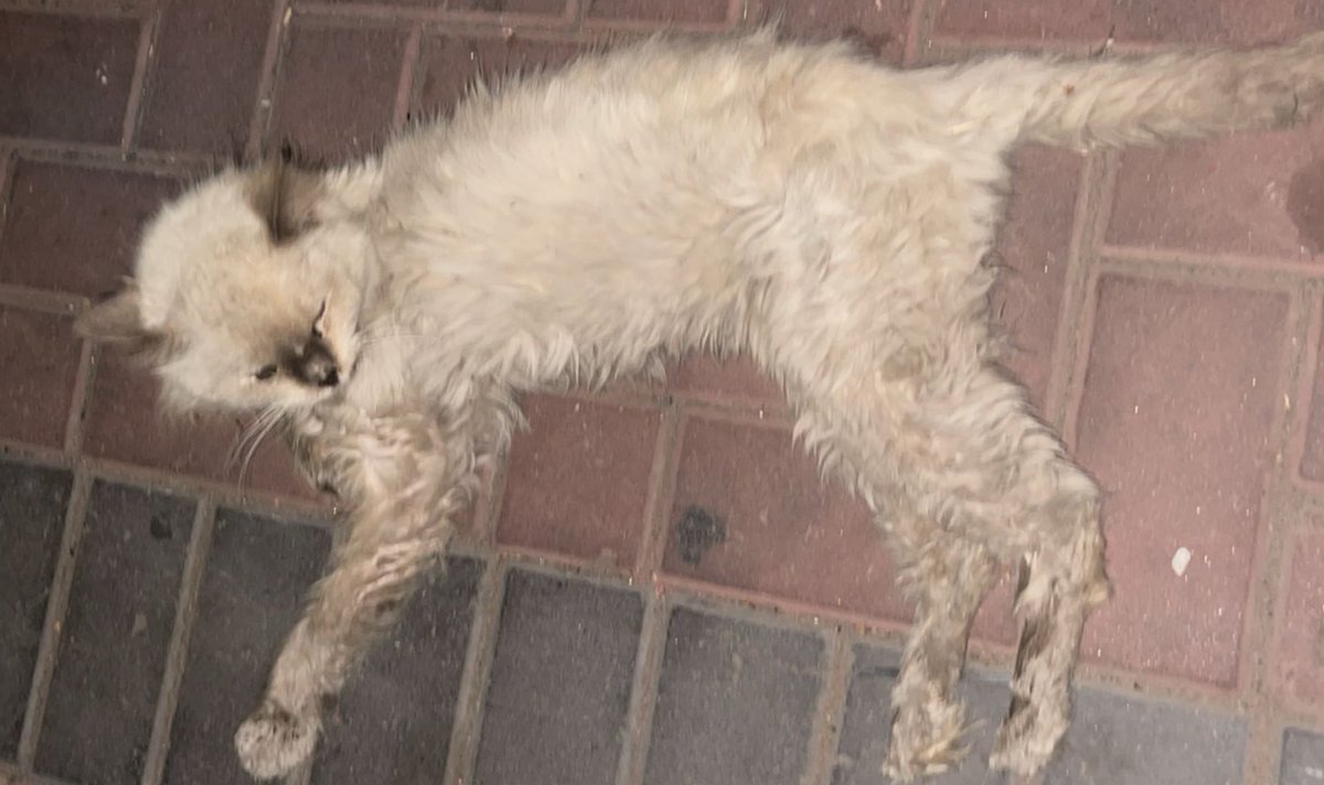 #قطط_المدينه_المنوره 

قطط تعبانه في حديقه الخالديه
إذا احد يقدر يتكفل بعلاجهم يتواصل معي 
٠٥٥٣٨٧٦٦٩١

<a href="/RiyadhCats/">RiyadhCats</a> <a href="/smaljohani/">سعيد ابو نوره</a> @bnota1886   <a href="/ArwahTeam/">فريق أرواح</a> <a href="/VolunteerPeaceG/">Volunteer Peace السلام التطوعية</a> <a href="/Animal_rescue0/">🐈</a> <a href="/soft0paws/">Soft_Paws</a> 
<a href="/AbeerMayan/">عبير ميان👩🏻‍🎨</a> ￼