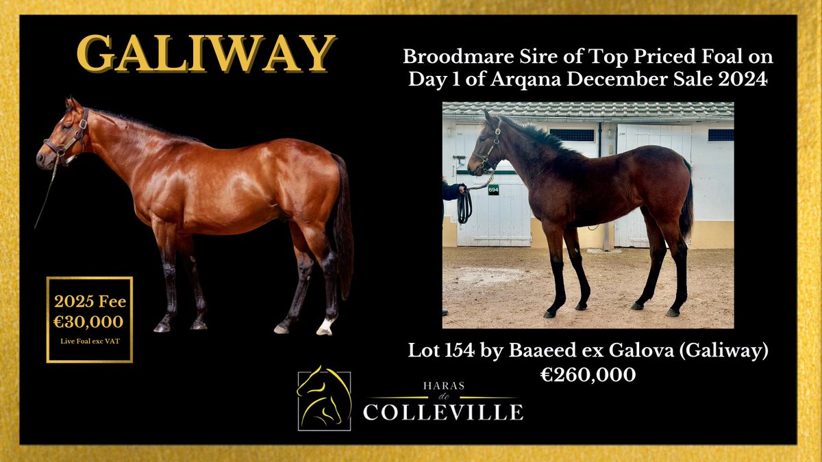 Top priced foal on Day 1 of <a href="/InfoArqana/">ARQANA</a> December Sale was Lot 154, a filly from first crop of <a href="/Shadwell_EU/">SHADWELL</a> champion Baaeed out of Listed winner and Group placed Galova (Galiway).
Born and raised at Haras de Colleville, she was bought by <a href="/rob_speers/">Rob Speers</a> &amp; Old Mill Stud for €260,000