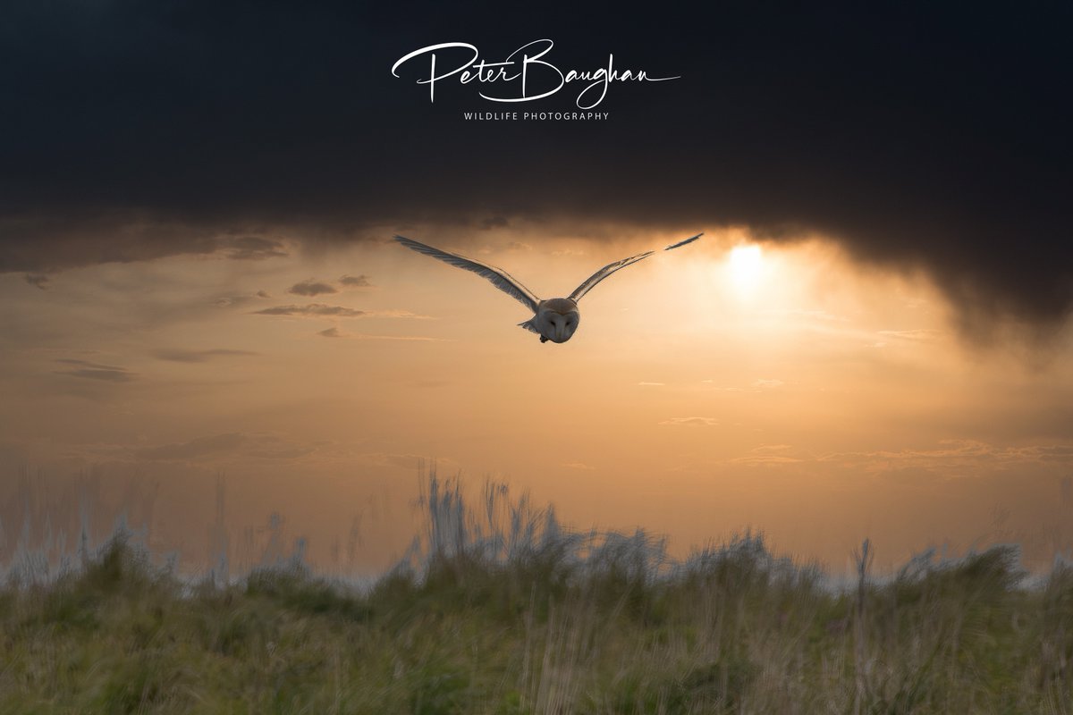 Peter Baughan tweet media