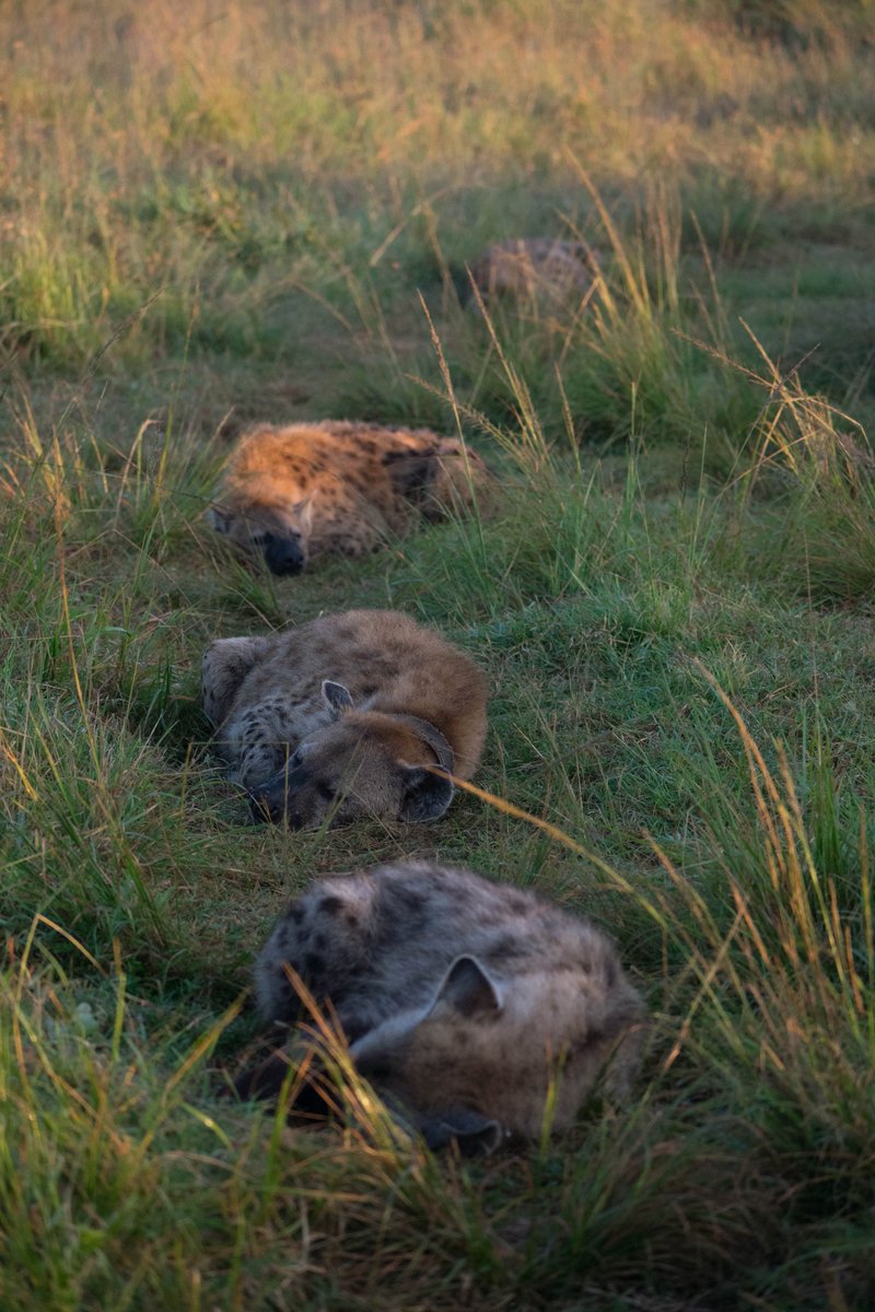 [🔗](api.tinyfox.dev/hourly/Yeens/D…)