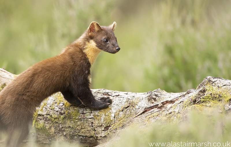 [🔗](api.tinyfox.dev/hourly/pinemar…)