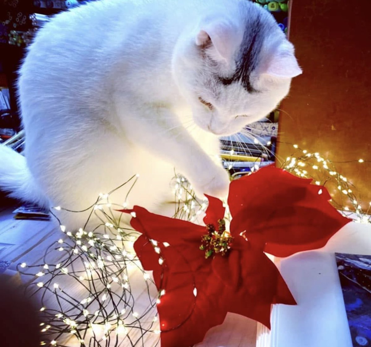 Dede Willingham tweet media