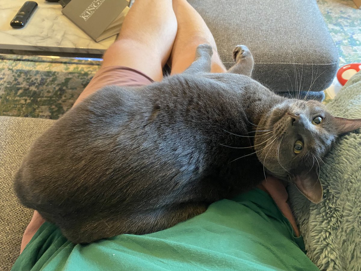 Look who decided she wanted to be a lap kitty on this fine #Caturday morning 😻