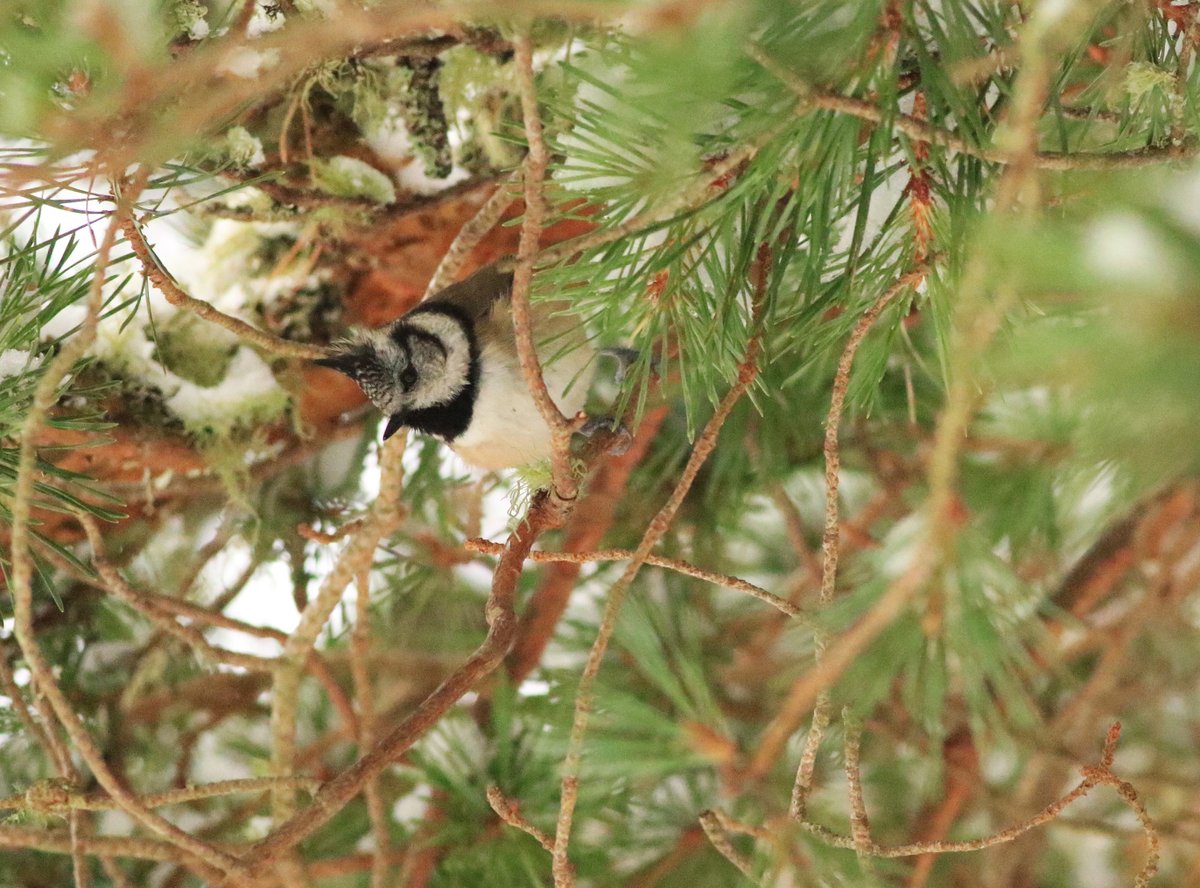 Crested Tit in the deep snow of Anagach Woods on our School of Birding, Class Four - more here: northernrustic.blogspot.com/2024/12/school…