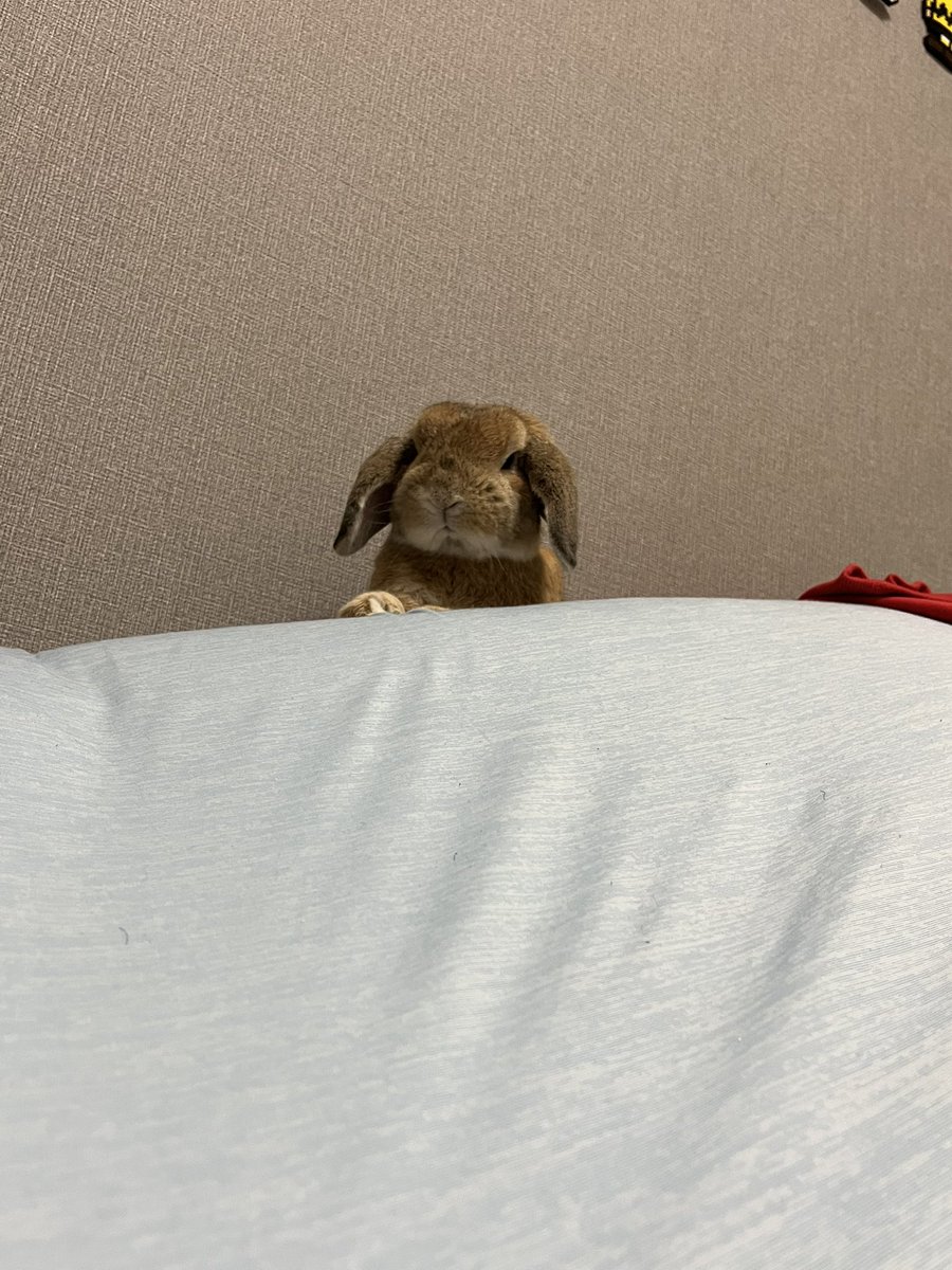oinari0122's tweet photo. かわいすぎ https://t.co/EWeXtmZT4y
