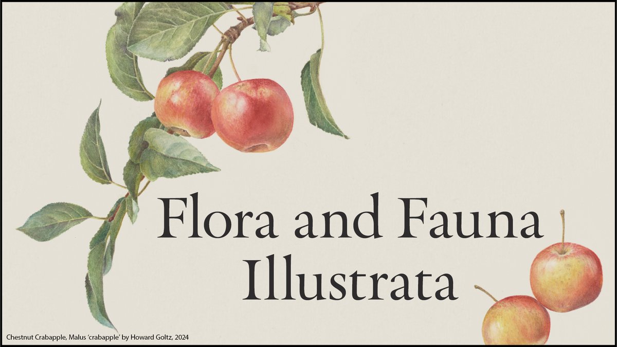 New at the Cargill Gallery: "Flora and Fauna Illustrata" documents and celebrates the diversity of life at the University of Minnesota Landscape Arboretum. On display at Minneapolis Central Library through January 26, 2025. hclib.org/about/news/202…