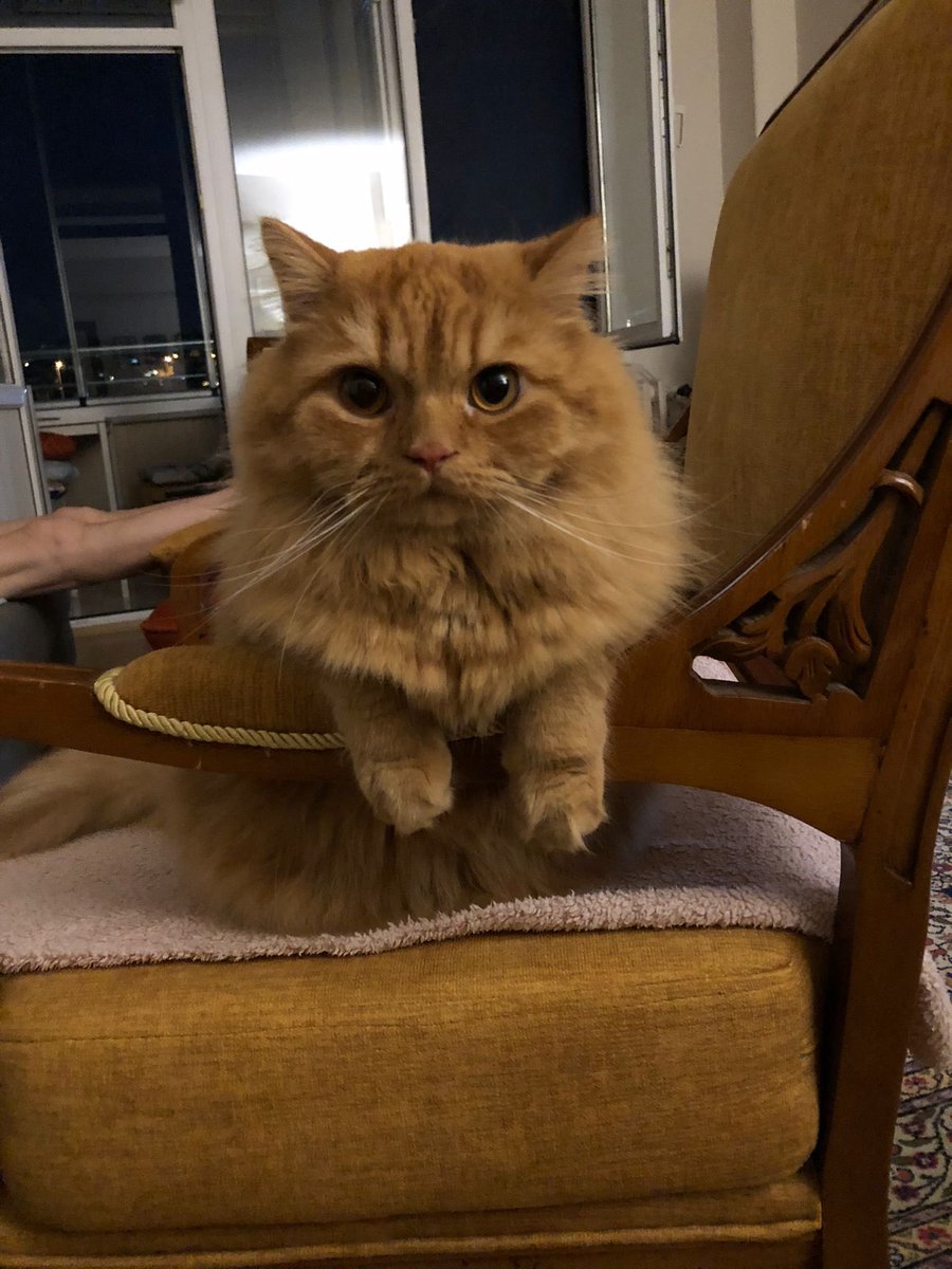aazlili's tweet photo. Güzel kedimiz Tofi Büyükçekmece-Mimaroba’da Mimaroba muhtarlığı çevresinde kayıp. Görenlerin benimle veya 0532 453 67 90 numarası ile irtibata geçmesini rica ediyorum. #kayipkedi #istanbul #mimaroba #kayıp #kedi https://t.co/YLM6r5omGT